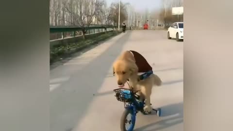 Viral Video : Dog Can Ride Bike.