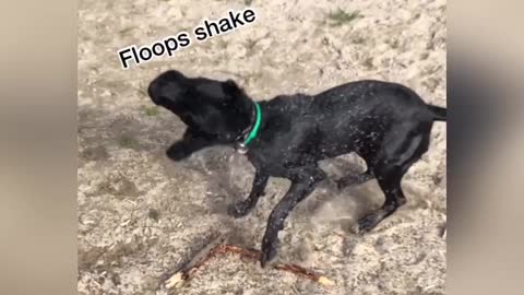 How to shake