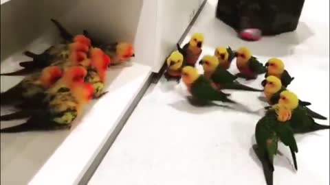 Bird on bird gang violence