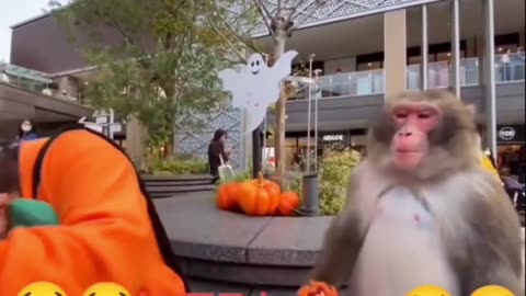 "Monkey Cheating Prank Compilation: A Barrel of Laughs!"