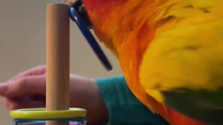 Parrot learning new trick gets frustrated