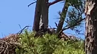 Bald eagle chick plays peek-a-boo around tree