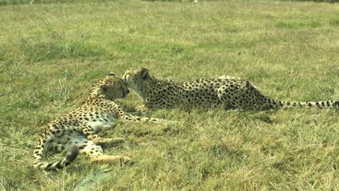a pair of cheetah a pair of leopard