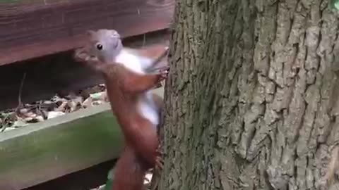 Hey guy, do you need nuts?