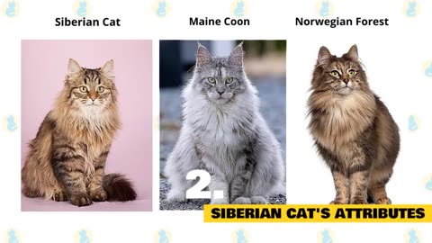 Siberian Cats 101: Exploring Fascinating Facts and Dispelling Myths