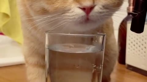 Funny cats videos funniest cat