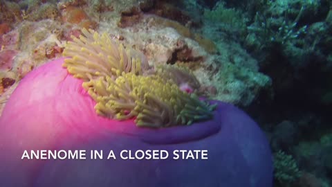 Giant anemone the playground for clownfish on the Great Barrier Reef Australia