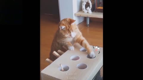 Cute & Funny Pet Cats Compilation