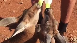 Kangaroos Bottle Feed Together