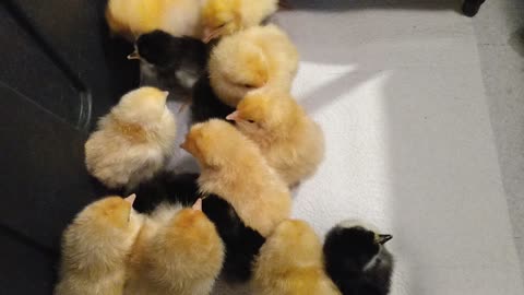 Baby peeps ASMR chicken babies