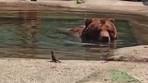 Bears from the Odesa Zoo