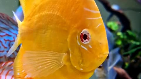 Satisfying beautiful Fish ASMR That Makes You Calm Original Satisfying Videos PART - 95