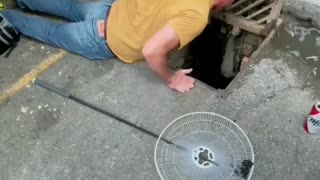 Ducklings Rescued from Sewer Drain