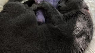 Russian Blue cat sleeping with his favourite toy