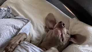 Dog Sleeps Like a Man