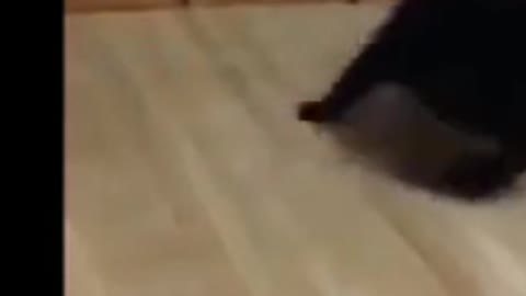 Funny cats, the cat rolls around itself