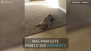 Cãozinho odeia o pote de comida