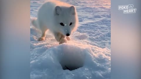 Baby Arctic Fox Steals Mans Fish