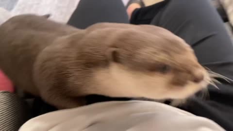 🤗Cute pets🤗Cute pets Sea otter