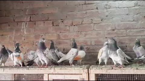 Beautiful pigeon breeder pair best flying parvaazi