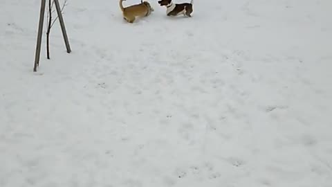 Dog winter games