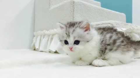Cuteness Overload of kittens, can make us stress less for a while.