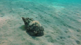Octopus Masterfully Camouflages Itself as a Rock