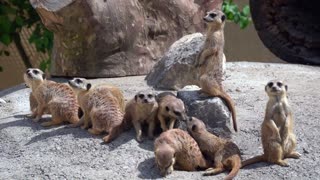 Couple Twins ferret family Reunion In Forest