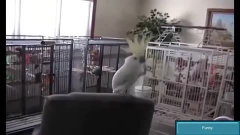 Hilarious Bird Boogies to Music | 🦜Amusing Avian Grooves | Pets and Animals