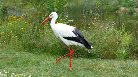 White stork 1