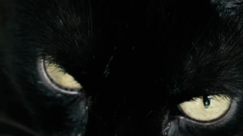 Watch black cat with yellow eyes