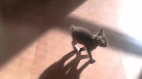 Brave Kitten Attacks Man