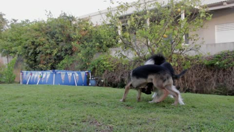 Best friends dogs playing in the garden