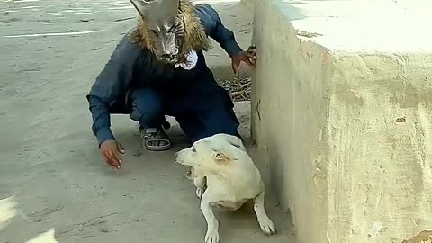 Prank with dog animal funny video 2024 #shorts #viral