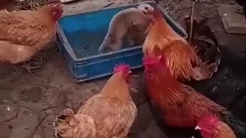 The world is changed, the roosters organized a fight.