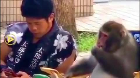 Monkey whispering to his owner