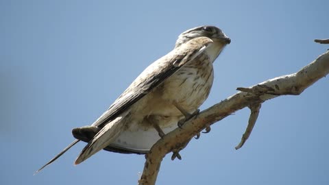 Grace on a Branch: Delightful Nanjing Kestrel.