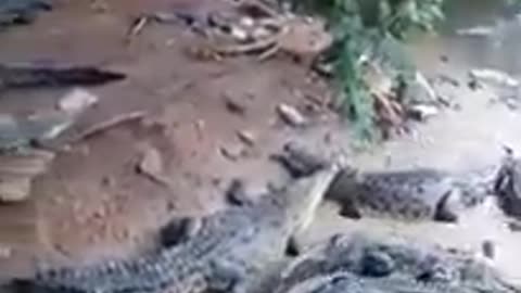 Crocodile attacks old man