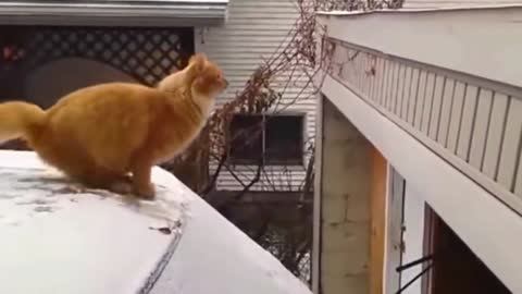 Orange cat: bad, distance miscalculation, this time a big embarrassment!