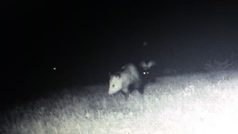 Opossum vs skunk