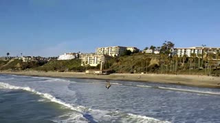 Seagulls at San Clemente Pier