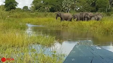 Elephant Save Baby Elephant From Crocodile Hunting | Animals Hunting Fails