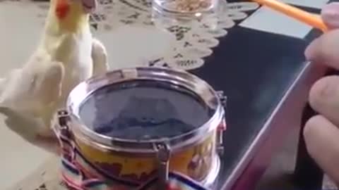 Parrot Can't Resist Playing Dumb With Owners Animals Pets