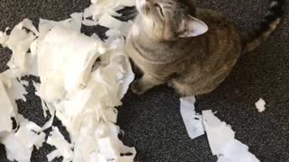 Cat Destroys Toilet Paper Midst Coronavirus Toilet Paper Hoarding