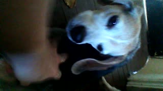 Beagle clicking teeth