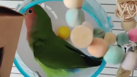 My bird is secretly a hamster