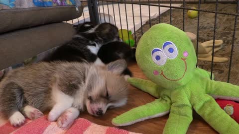 PUPPY SLEEPING WITH OCTUPOS