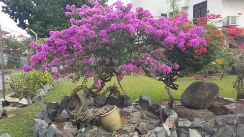 Beautiful Purple Bougainvillea Tree with Knotted Trunk