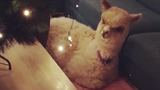 Pet Alpaca Not Sure About Christmas