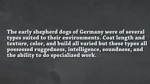 A history of the German Shepherd